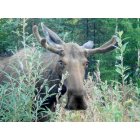Fairbanks: : First encounter with a Moose in Fairbanks, AK