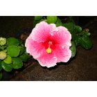 Kilauea: hibiskus