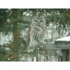 Deerwood: Barred Owl on our bird feeder