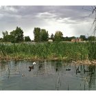 Pueblo West: : The Lake on S.McCulloch Blvd. - a Xeriscape Garden is included