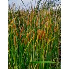 Pueblo West: : Cattails in the Wind at Cattail Crossing on S. McCulloch Blvd. Golf Course Lake