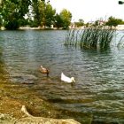 Pueblo West: : These Two Rule the Lake all Summer Long! Bring lots of bread!