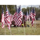 Atoka: Veteran's day flags at the Atoka town hall