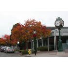 Los Altos: Main street in downtown Los Altos with Chinese Pistache trees in Fall color