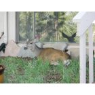 Genesee: : Deer in the front yard