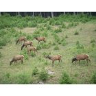 Genesee: : Elk at Chimney Creek