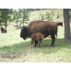 Genesee: : Buffalo (Bison, actually) at the buffalo herd overlook