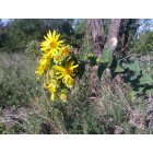 Booneville: pastrue wildflowers