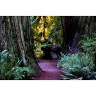 Grants Pass: : Redwood Forest west of Grants Pass