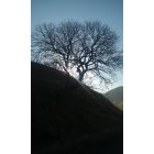 Antioch: : Beautiful tree in the black diamond mind hills.