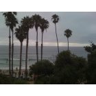 San Clemente: Palm Trees - San Clemente