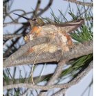 Tucson: : This litlle Hummer had her nest with two hatcllings about a foot from my front window!