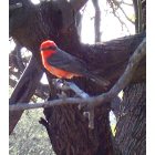 Tucson: : A Vermillion Flycatcher I saw At the local park in Tucson