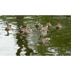 Canadohta Lake: Canadohta Ducks