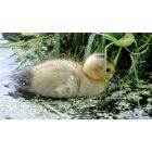 Canadohta Lake: Baby Duck
