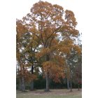 Spurger: Hickory tree in Fall