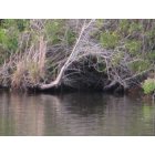 Port St. Lucie-River Park: interesting pocket of st lucie canal