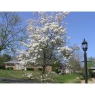 Crestwood: Spring Blossoms