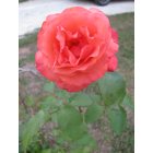 Keene: Beautiful rose
