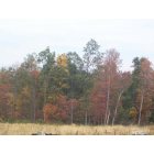 Mifflinburg: Fall Trees on Grand Valley Road, Mifflinburg Pa