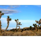 Littlerock: : Mojave Desert