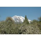Weed: View of Mt. Shasta from my yard