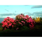 Sublimity: Rhododendrons, Evening in May