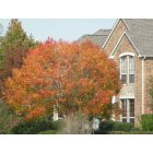Double Oak: Beautiful Fall colors in the neighborhood