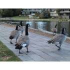 Bend: canada geese on a stroll in Bend OR