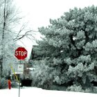 Galva: Stop sign by middle school during hoar frost
