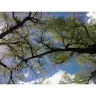 Prescott Valley: : Trees at Fain Park