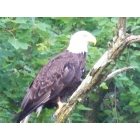 Keyser: american bald eagle at water street in keyser WV