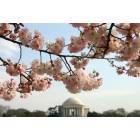 Washington: : Cherry Blossom with Thomas Jefferson Memorial