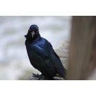 Wilmington: : A Black bird on the beach
