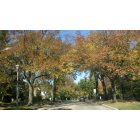 Elmhurst: Pretty colorful Trees in Elmhurst on York Rd during Fall (October)