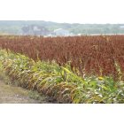 Godley: Wheat Field