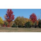 Chanhassen: Beautiful Fall Color at Lake Susan Park