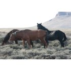 Rock Springs: Wild Horses in front of Pilot Butte