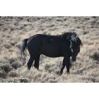 Rock Springs: : Wild Horse on Wild Horse Loop