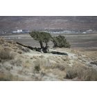 Rock Springs: : A lonely tree on White Mtn, above Rock Springs