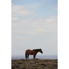 Rock Springs: Wild Horse