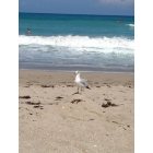 Hutchinson Island South: Seagull