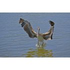 Cedar Key: Pelican Landing