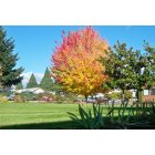 Sublimity: autumn gold on a sunny day at Marian estates