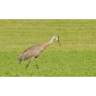 Isanti: Crane in field in Isanti