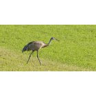 Isanti: Crane in field in Isanti