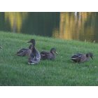 Longview: Ducks
