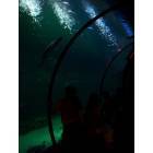 Las Vegas: : The aquarium was really nice, first time seeing a shark!