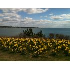 Newport: : Yellow Daffodils