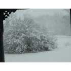Manchester: Large bush in my front yard during the blizzard on 12/20/12